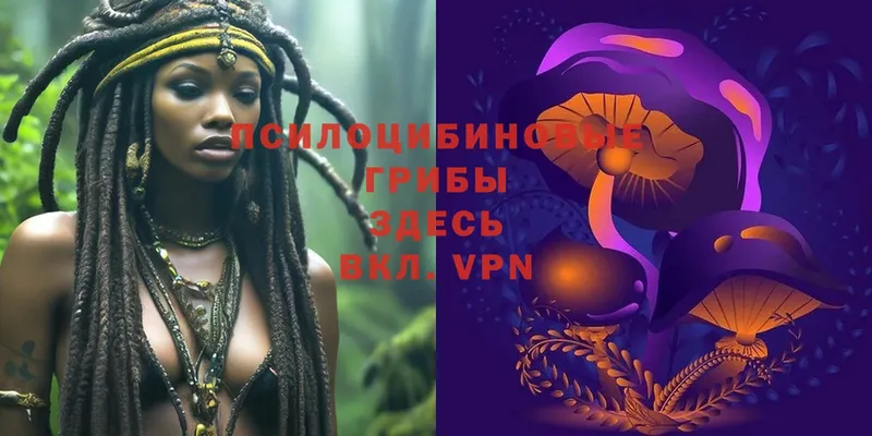 Галлюциногенные грибы Cubensis  купить   OMG   Полевской 